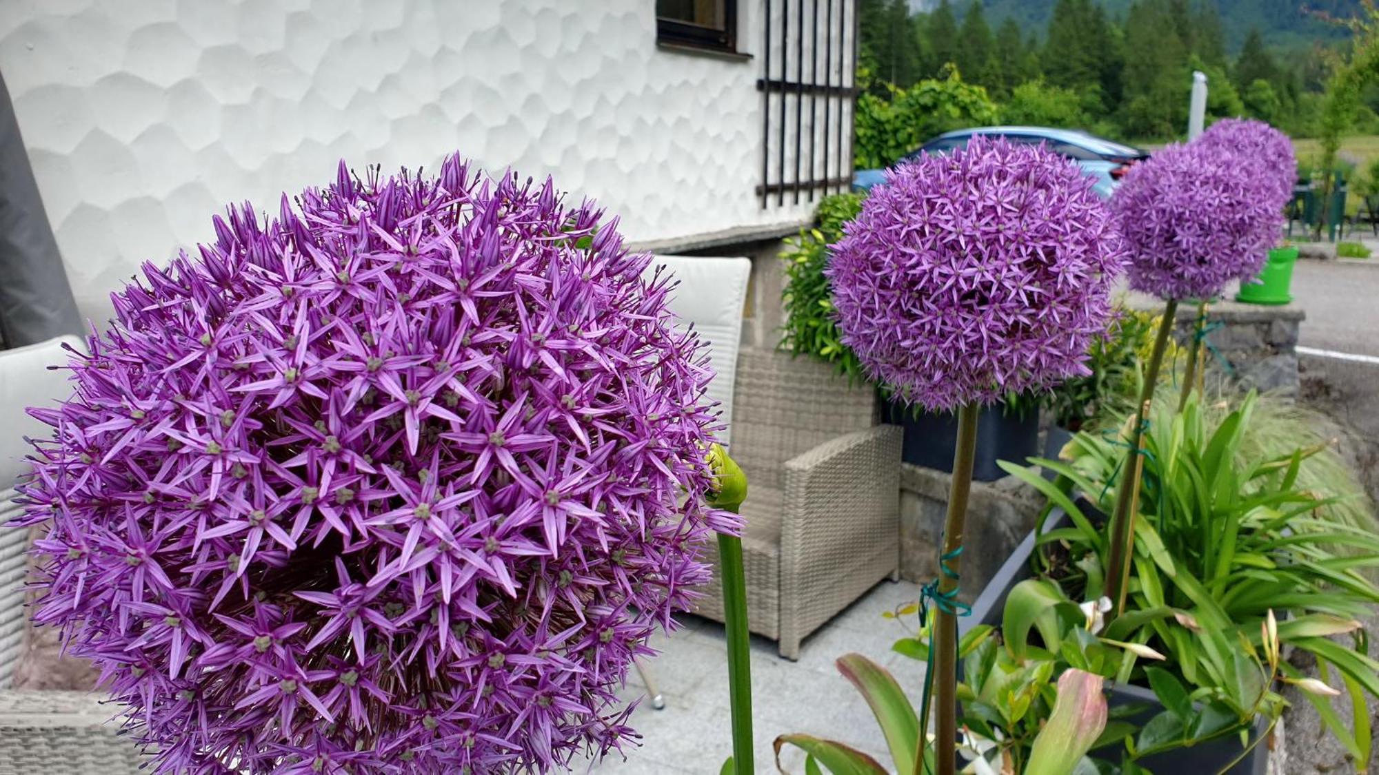 Haus Alpenblick Apartmán *