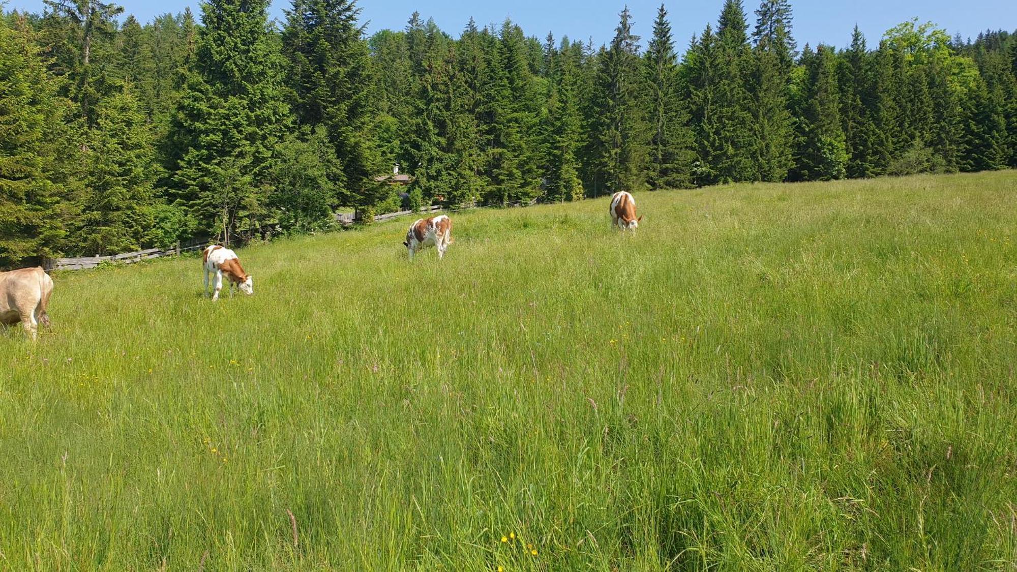 Haus Alpenblick Apartmán Obertraun