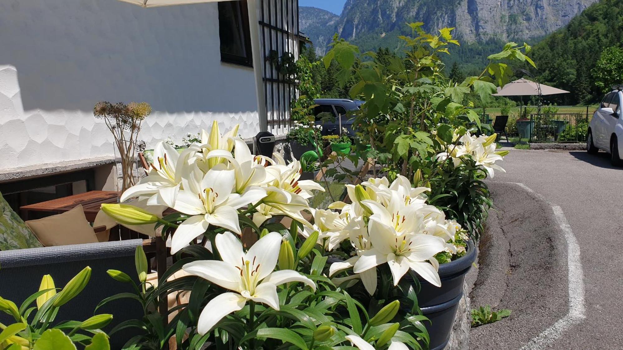 Appartement Haus Alpenblick Obertraun